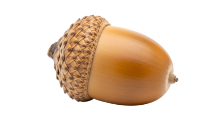 Single Acorn on Black Background oak nut seed