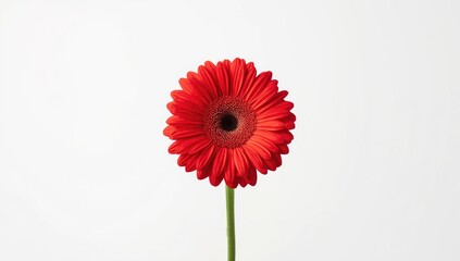 Single red gerbera daisy with vibrant petals on white backdrop, ideal for botanical illustrations or greeting cards
