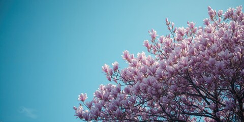 Magnolia flowers and branches set against a blue sky, suitable for nature-themed UI backgrounds, springtime