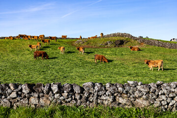 cows in the field