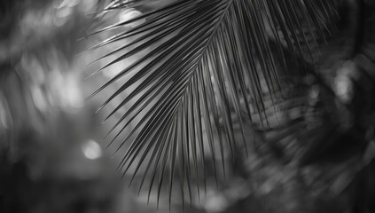Monochrome Bismarck palm leaf texture serving as a visual background for editorial headers, Earth Day
