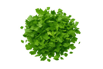 Obraz premium Fresh green parsley herbs preparing for culinary seasoning
