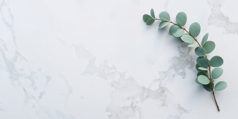 Marble paper adorned with eucalyptus branches on pastel gray background serving as a background for layout or text