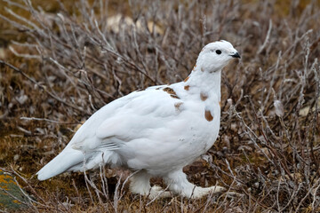 Tundra partridge. Rock ptarmigan. Rock ptarmigan portrait. Rock ptarmigan in wild nature