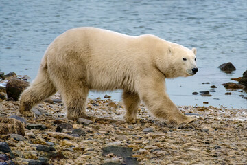 White polar bear on lakeshore
