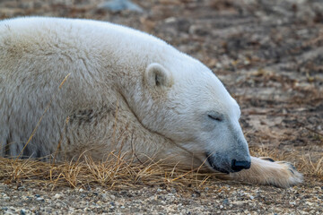 polar bear sleeping
