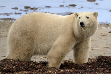 white polar bear