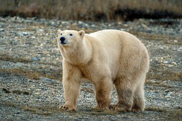 white polar bear
