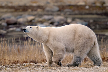 white polar bear