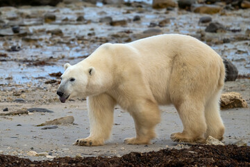 polar bear on the ice