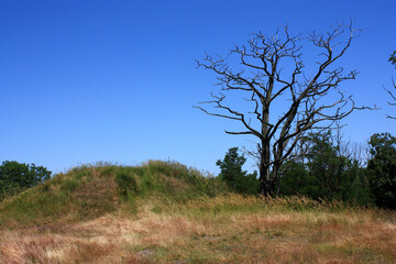Dead Tree beneath a Neolithic Burial Mound on the Spitzberg near Landsberg in Saxony-Anhalt, Germany
