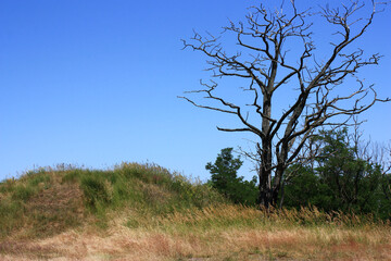 Dead Tree beneath a Neolithic Burial Mound on the Spitzberg near Landsberg in Saxony-Anhalt, Germany
