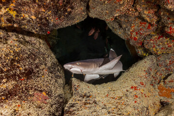 Shark underwater. Shark in blue deep water. Underwater shark. Shark in underwater world