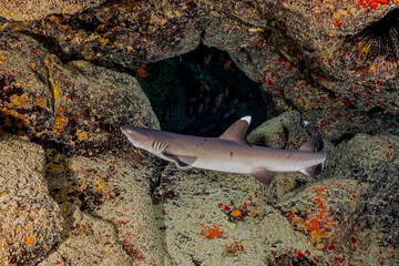 Shark underwater. Shark in blue deep water. Underwater shark. Shark in underwater world