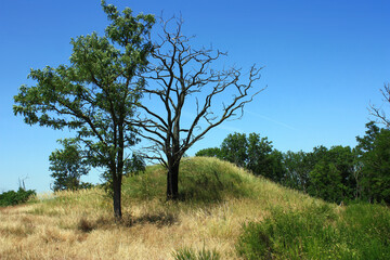 Dead Tree beneath a Neolithic Burial Mound on the Spitzberg near Landsberg in Saxony-Anhalt, Germany
