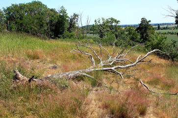 Dead Tree on a Hilltop near Landsberg in Saxony-Anhalt, Germany
