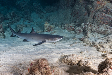 Shark underwater. Shark in blue deep water. Underwater shark. Shark in underwater world