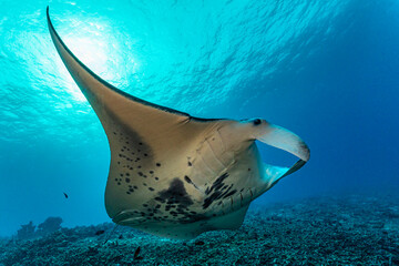 Manta ray underwater. Underwater manta ray swimming. Underwater manta ray. Giant oceanic Manta ray in underwater world