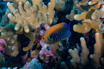 Coral fish underwater. Underwater coral fish. Coral fish in macro view. Coral fish undersea