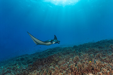 Manta ray underwater. Underwater manta ray swimming. Underwater manta ray. Giant oceanic Manta ray in underwater world