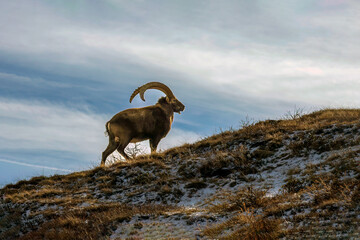 Mountain ram with big horns. Ram in mountains. Mountain ram. Ram with big horns