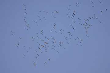 Fliegende Kraniche w&auml;hrend der Formationsbildung &uuml;ber &Ouml;sterreich