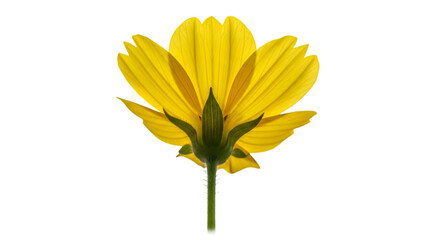Yellow Flower Petals and Stem on Black Background bloom