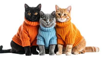 Three cats, black, grey, and ginger, sit together wearing identical, colorful sweaters