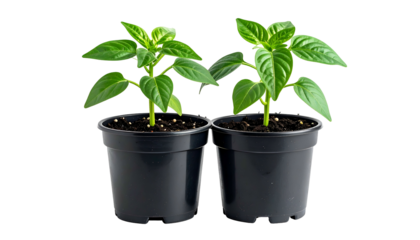 Two young green leafy plants with dark soil in black plastic pots on a black backdrop