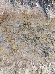 Submerged leaves sandy river edge