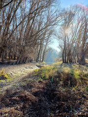 Sunlit floodplain forest winter path