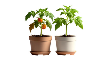 Two young tomato plants in pots, one with ripe fruit, isolated on black