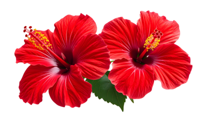 Two vibrant red hibiscus blooms with stamens, pistils, and a green leaf against black