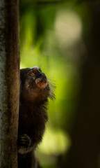 Naklejka premium Common marmoset (Callithrix jacchus) peeking from tree in Brazilian tropical forest. Morro Da Urca. Monkey