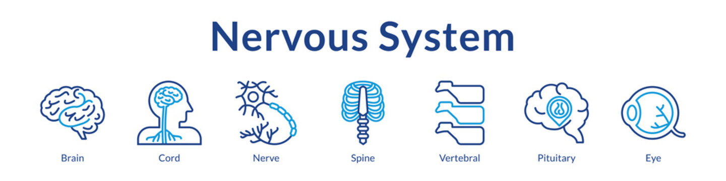 Nervous System Anatomy for Medical Education Neurology Healthcare Neural Studies and Clinical Neuroscience Training