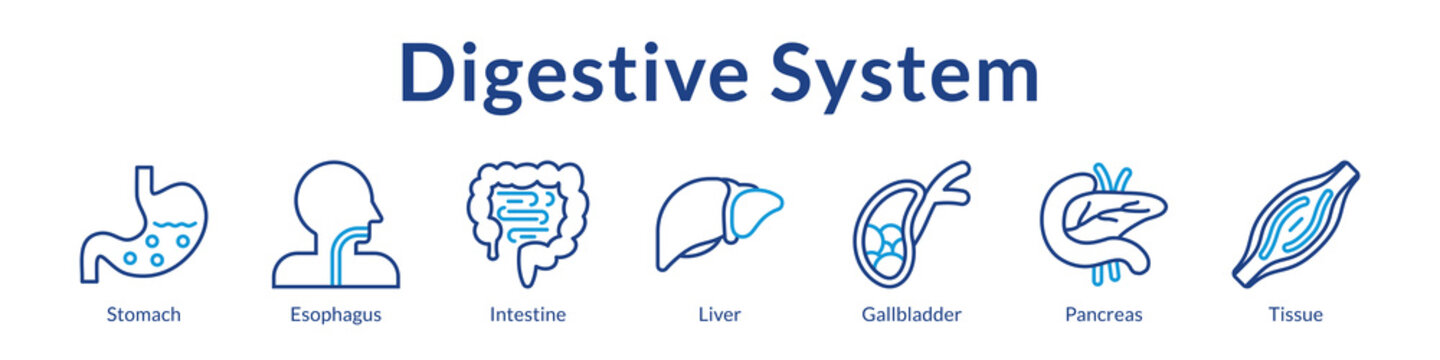 Digestive System Anatomy for Medical Education Gastroenterology Healthcare Nutrition Studies and Clinical Applications