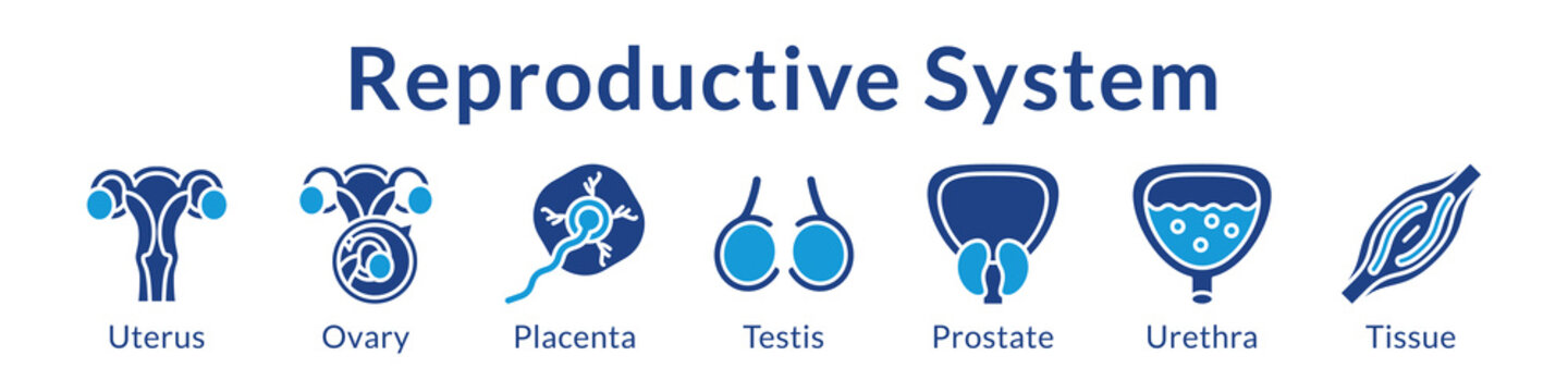 Reproductive System Anatomy for Medical Education Gynecology Obstetrics Urology Fertility and Healthcare Studies