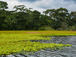 Landscape along a Tortuguero canal in Tortuguera National Park.