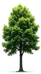 Obraz premium Mature green tree with lush foliage on white background