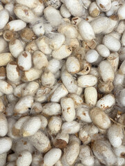 Silkworm cocoons yielding natural raw silk fiber