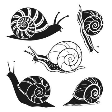 Illustrated snails