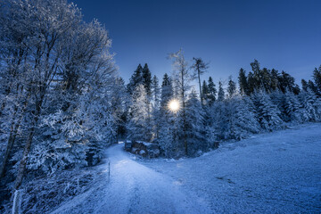 Sonnenstrahlen im Wald
