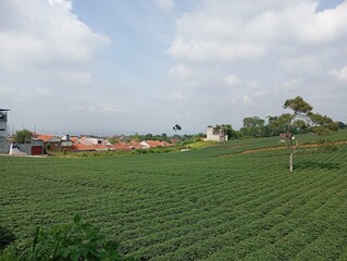 Landscape of farm