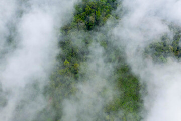 Obraz premium Aerial view of thick green forest partially veiled by low-hanging mist, creating a soft, atmospheric effect over the lush treetops. The scene captures the natural patterns and vibrant textures of a