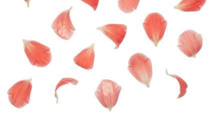 Scattered pink flower petals against a white background viewed from above