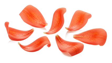 A close-up view of seven tulip petals arranged in a circular pattern on a white background