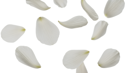 White flower petals floating in the air against a plain white background from a top-down viewpoint