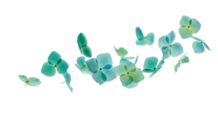 Hydrangea flowers falling gently through the air, isolated on a white background