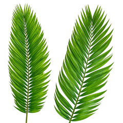 Two vibrant green palm leaves on a black background, detailed textures visible