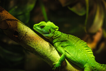 Fototapeta premium Bright green lizard resting on a tree branch in tropical jungle with detailed scales and warm spotlight